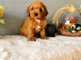 Minyatür Poodle Yavrularımız  