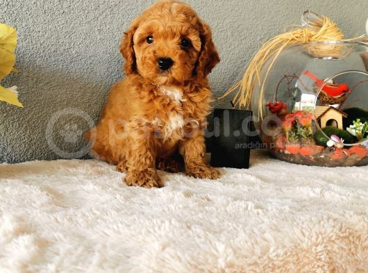 Minyatür Poodle Yavrularımız   görsel