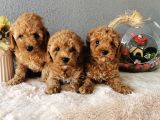 Minyatür Poodle Yavrularımız  