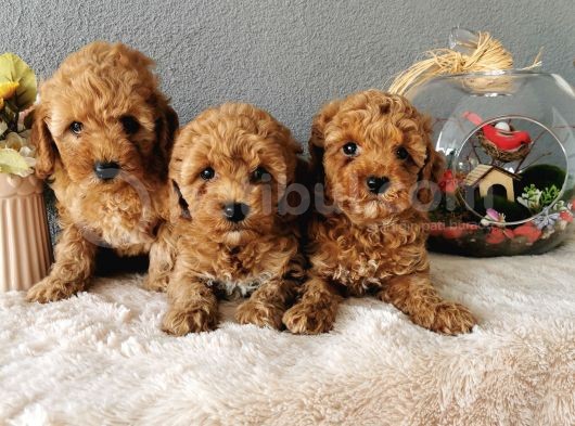 Minyatür Poodle Yavrularımız   görsel