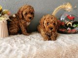 Minyatür Poodle Yavrularımız  