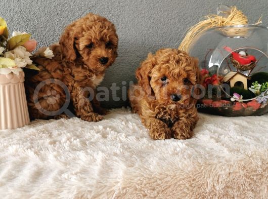 Minyatür Poodle Yavrularımız  