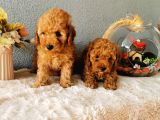 Minyatür Poodle Yavrularımız  