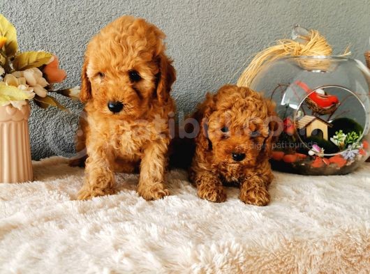 Minyatür Poodle Yavrularımız   görsel