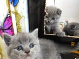 Scottish Fold British Shorthair