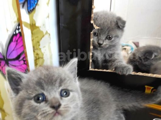 Scottish Fold British Shorthair görsel
