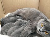 Scottish Fold British Shorthair