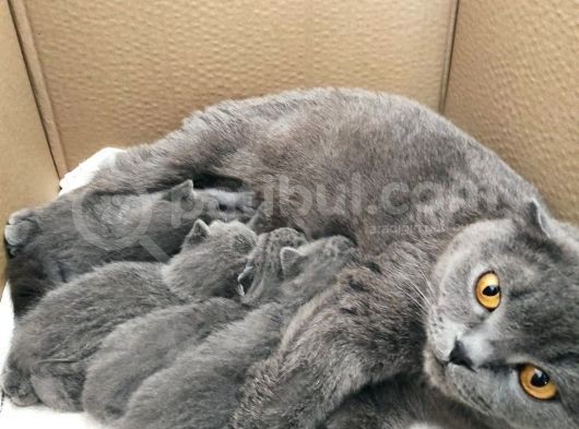 Scottish Fold British Shorthair görsel