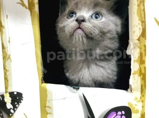 Scottish Fold British Shorthair