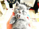 Scottish Fold British Shorthair
