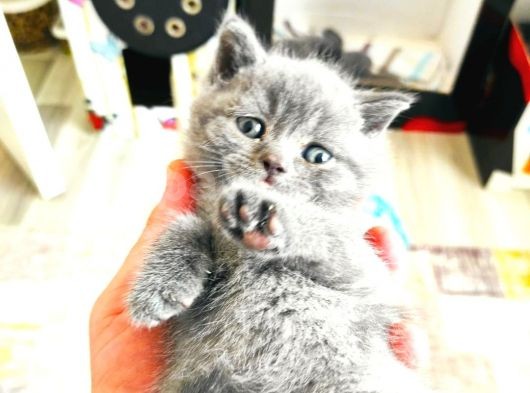 Scottish Fold British Shorthair görsel