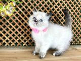 Safkan Sağlıklı Chocolatte Point British Shorthair Yavrumuz Iris