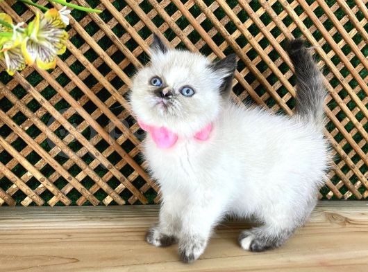 Safkan Sağlıklı Chocolatte Point British Shorthair Yavrumuz Iris görsel