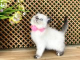 Safkan Sağlıklı Chocolatte Point British Shorthair Yavrumuz Iris