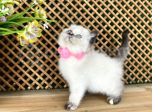 Safkan Sağlıklı Chocolatte Point British Shorthair Yavrumuz Iris görsel