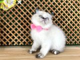 Safkan Sağlıklı Chocolatte Point British Shorthair Yavrumuz Iris