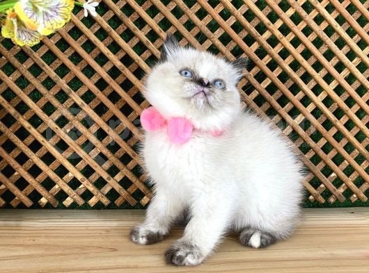 Safkan Sağlıklı Chocolatte Point British Shorthair Yavrumuz Iris görsel