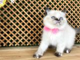 Safkan Sağlıklı Chocolatte Point British Shorthair Yavrumuz Iris