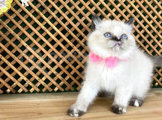 Safkan Sağlıklı Chocolatte Point British Shorthair Yavrumuz Iris görsel