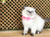 Safkan Sağlıklı Chocolatte Point British Shorthair Yavrumuz Iris