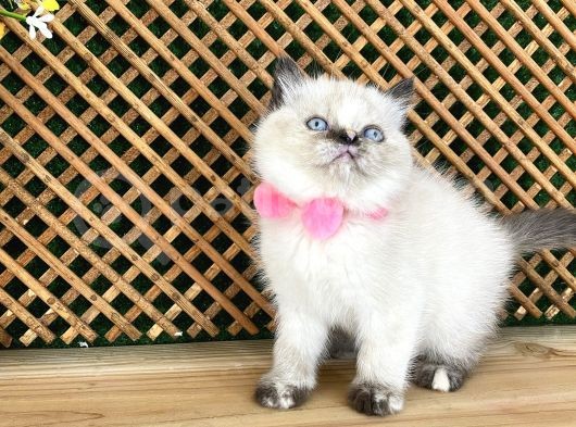 Safkan Sağlıklı Chocolatte Point British Shorthair Yavrumuz Iris görsel
