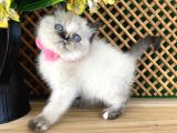 Safkan Sağlıklı Chocolatte Point British Shorthair Yavrumuz Iris