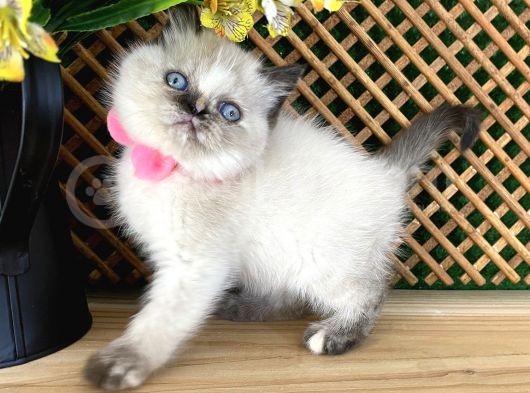 Safkan Sağlıklı Chocolatte Point British Shorthair Yavrumuz Iris görsel