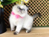 Safkan Sağlıklı Chocolatte Point British Shorthair Yavrumuz Iris
