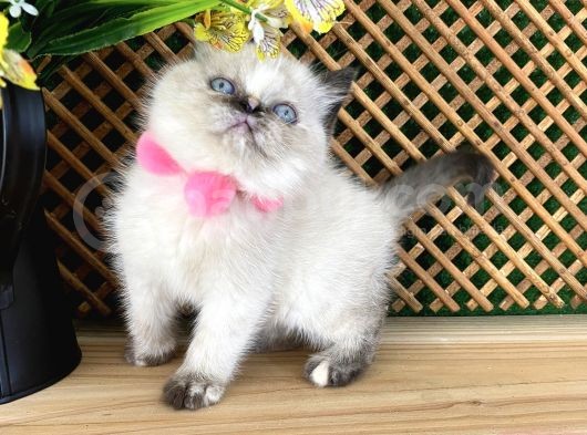 Safkan Sağlıklı Chocolatte Point British Shorthair Yavrumuz Iris görsel