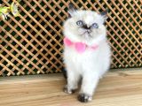 Safkan Sağlıklı Chocolatte Point British Shorthair Yavrumuz Iris