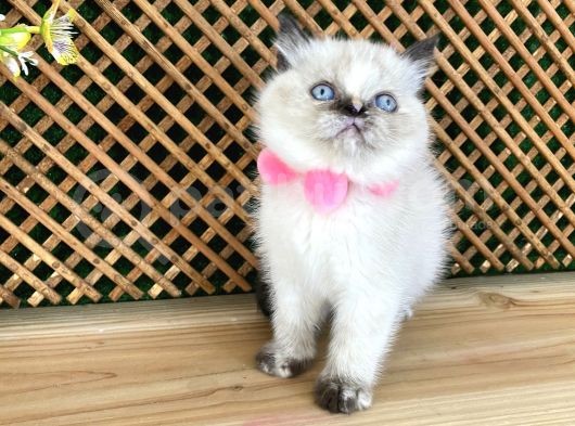 Safkan Sağlıklı Chocolatte Point British Shorthair Yavrumuz Iris