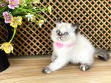 Safkan Sağlıklı Chocolatte Point British Shorthair Yavrumuz Iris