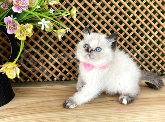 Safkan Sağlıklı Chocolatte Point British Shorthair Yavrumuz Iris görsel