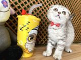 Süper Kalite Silver Tabby Scottish Fold Yavrumuz Orso