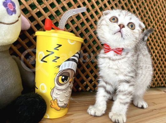 Süper Kalite Silver Tabby Scottish Fold Yavrumuz Orso görsel