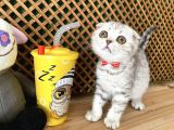 Süper Kalite Silver Tabby Scottish Fold Yavrumuz Orso