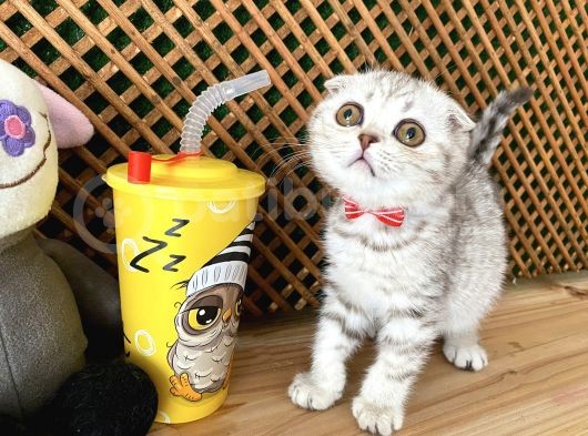 Süper Kalite Silver Tabby Scottish Fold Yavrumuz Orso görsel
