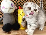 Süper Kalite Silver Tabby Scottish Fold Yavrumuz Orso