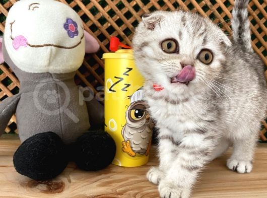 Süper Kalite Silver Tabby Scottish Fold Yavrumuz Orso görsel