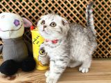 Süper Kalite Silver Tabby Scottish Fold Yavrumuz Orso