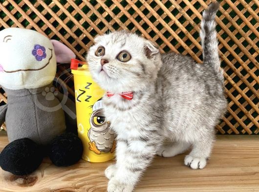 Süper Kalite Silver Tabby Scottish Fold Yavrumuz Orso görsel