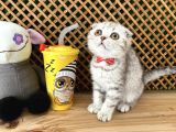 Süper Kalite Silver Tabby Scottish Fold Yavrumuz Orso