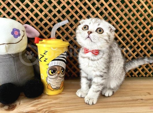 Süper Kalite Silver Tabby Scottish Fold Yavrumuz Orso