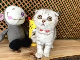 Süper Kalite Silver Tabby Scottish Fold Yavrumuz Orso