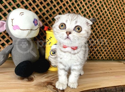 Süper Kalite Silver Tabby Scottish Fold Yavrumuz Orso görsel