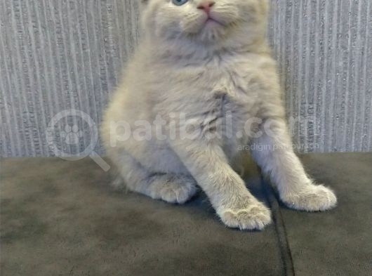 Safkan Irk, Ayi Suratli Tombi̇k Bebi̇şleri̇m görsel