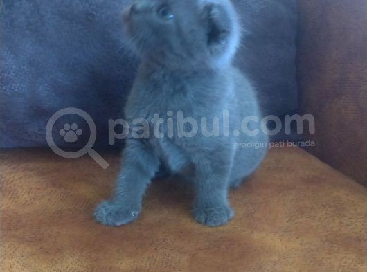 Safkan Irk, Ayi Suratli Tombi̇k Bebi̇şleri̇m görsel