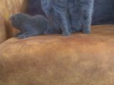 SAFKAN IRK, AYI SURATLI TOMBİK BEBİŞLERİM