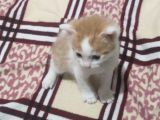 3 Adet Calico Yavrusu