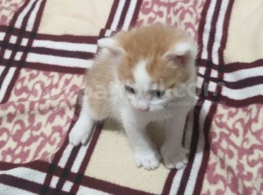 3 Adet Calico Yavrusu